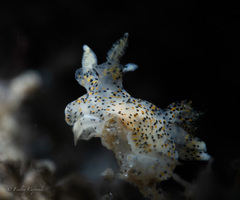Thecacera pennigera