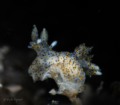Thecacera pennigera