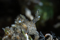 Thecacera pennigera