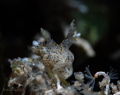 Thecacera pennigera