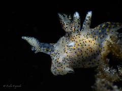 Thecacera pennigera