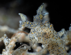 Thecacera pennigera