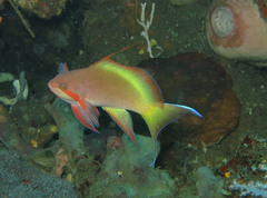 Pseudanthias huchtii