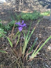 Iris macrosiphon