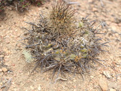 Eriosyce heinrichiana