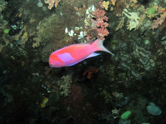 Pseudanthias pleurotaenia
