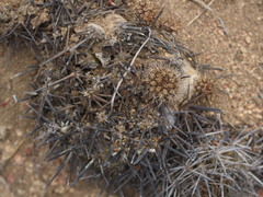 Eriosyce heinrichiana