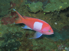 Pseudanthias pleurotaenia