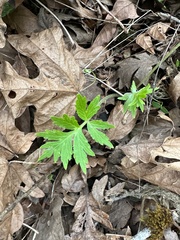 Hydrophyllum tenuipes