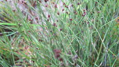 Elegia microcarpa