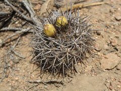 Eriosyce heinrichiana