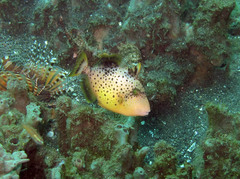 Pseudobalistes flavimarginatus