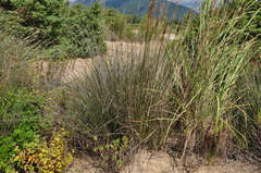 Schoenus nigricans