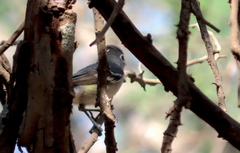 Vireo plumbeus