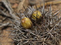 Eriosyce heinrichiana