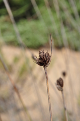 Schoenus nigricans