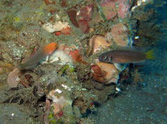 Pseudochromis steenei