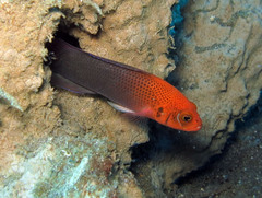 Pseudochromis steenei