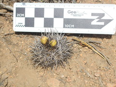 Eriosyce heinrichiana
