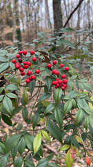 Nandina domestica