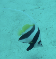 Heniochus acuminatus