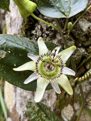 Passiflora cuspidifolia