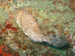 Pseudomonacanthus macrurus