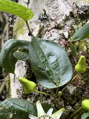 Passiflora cuspidifolia