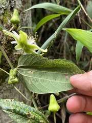 Passiflora cuspidifolia