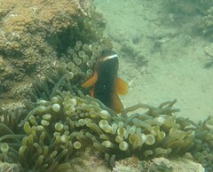 Amphiprion rubrocinctus