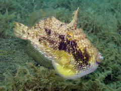 Pseudomonacanthus macrurus
