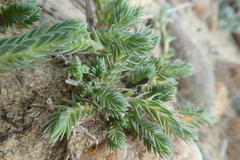 Crucianella maritima