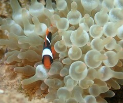 Amphiprion