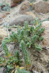 Crucianella maritima