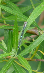 Coenagrion