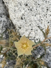 Mentzelia hirsutissima
