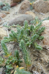 Crucianella maritima