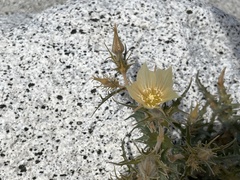 Mentzelia hirsutissima