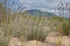 Schoenus nigricans