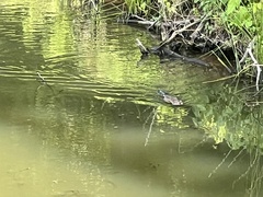Ondatra zibethicus