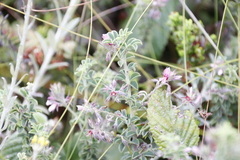 Indigofera candolleana