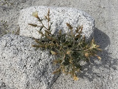 Mentzelia hirsutissima
