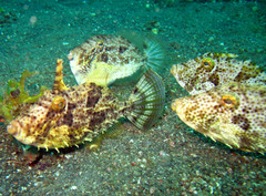 Pseudomonacanthus macrurus
