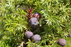 Juniperus macrocarpa