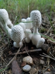 Leucocoprinus cretaceus