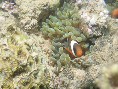 Amphiprion