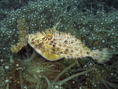 Pseudomonacanthus macrurus