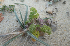 Daucus pumilus