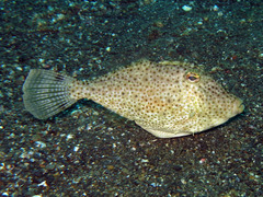 Pseudomonacanthus macrurus