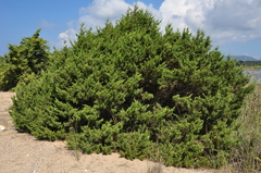 Juniperus turbinata